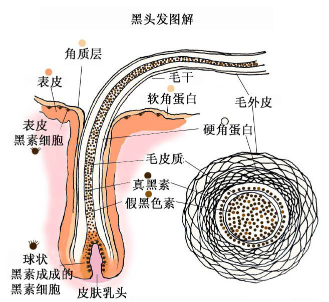 美发结构图